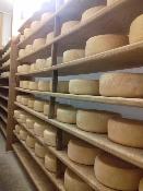 Fromage brebis bio - Nous affinons tous nos fromages de brebis dans notre saloir. Nos fromages sont issus du lait cru collecté de nos brebis conduites en bio.